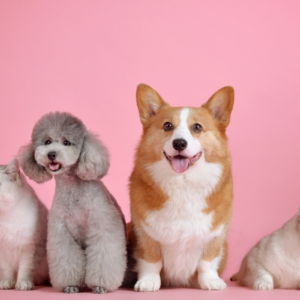 Animaux